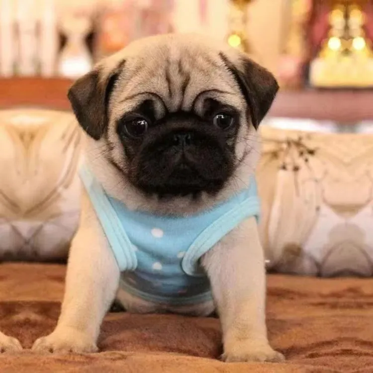 巴哥犬幼犬纯种小型短毛黑色灰色憨厚八哥犬哈巴狗活体家养宠物狗