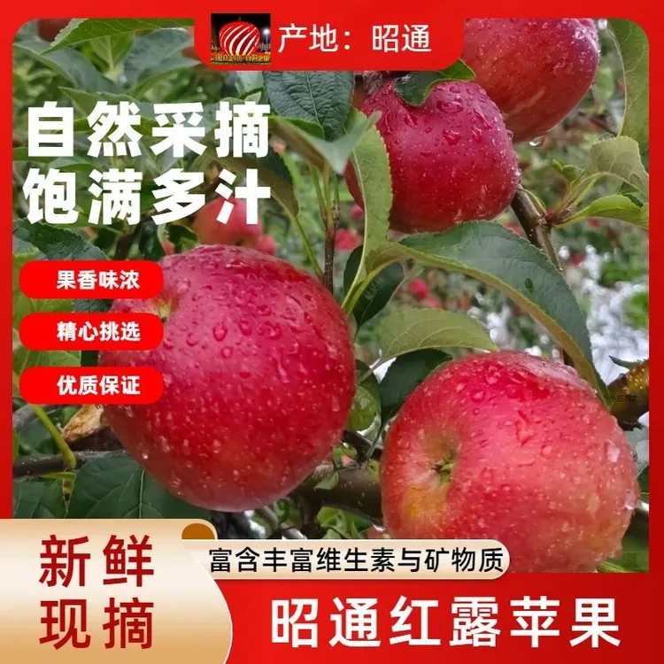 云南昭通红露苹果当季水果脆甜多汁现摘现发