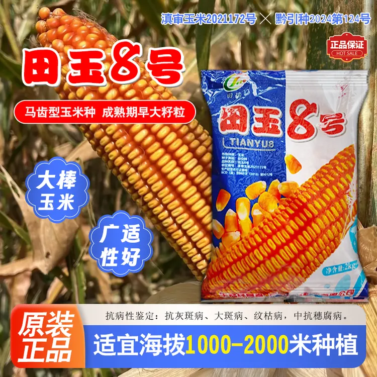 原装正品田玉8号玉米种子大棒深马齿云南贵州包谷种子