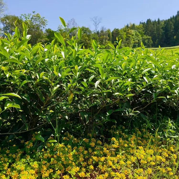 2025【正岩莲花峰肉桂】花果香肉桂250克12.17