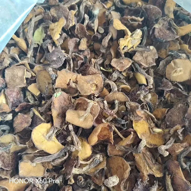 东北野生松树黄年团蘑菇红油蘑菇新鲜美味特产