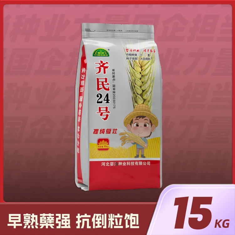 齐民24号小麦品种15KG