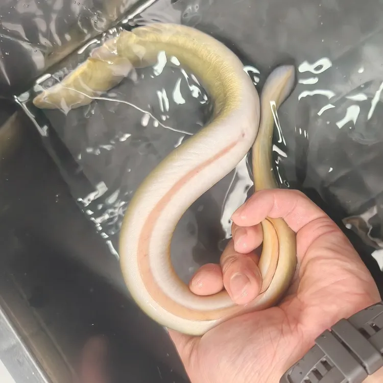  浙江本地野生鳗鱼 江鳗河鳗钓鳗 直播卖货第一名