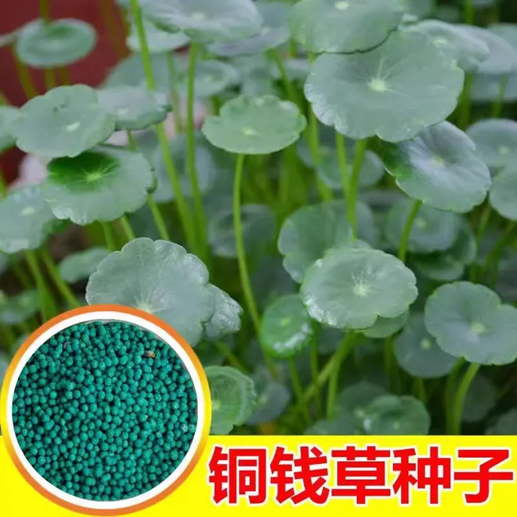 铜钱草种子四季长绿金钱草籽可水培土培盆栽庭院绿化植物易种易活