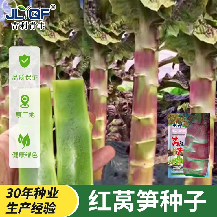 莴笋种子耐热耐寒香莴苣种籽抗高温四川春夏秋季农家田园蔬菜种子