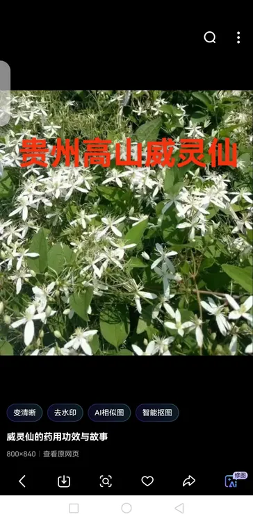 贵州野生中药材威灵仙