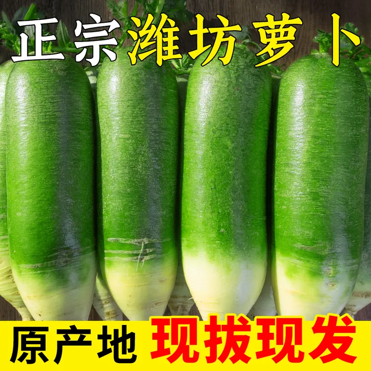 山东潍坊水果萝卜正宗潍县生吃现拔脆甜爽口水果型多汁微辣青萝卜