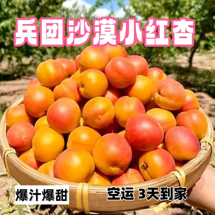 新疆吊干杏鲜果当季新鲜酸甜可口清香饱满应季水果爆甜四团小红杏