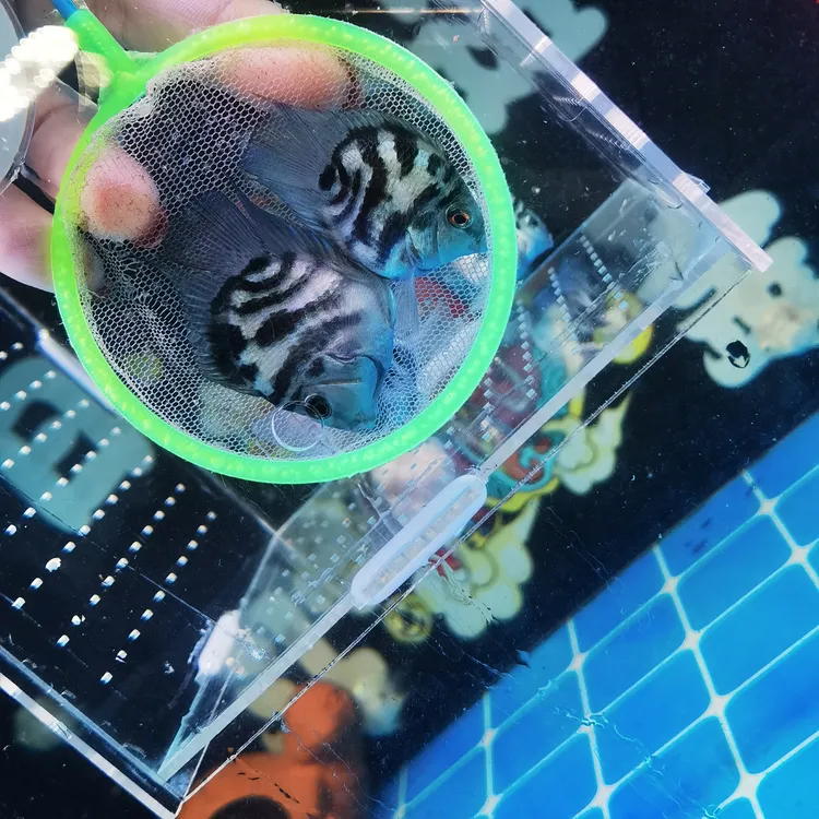 白金宝蓝种鱼4个半月迷你鹦鹉鱼