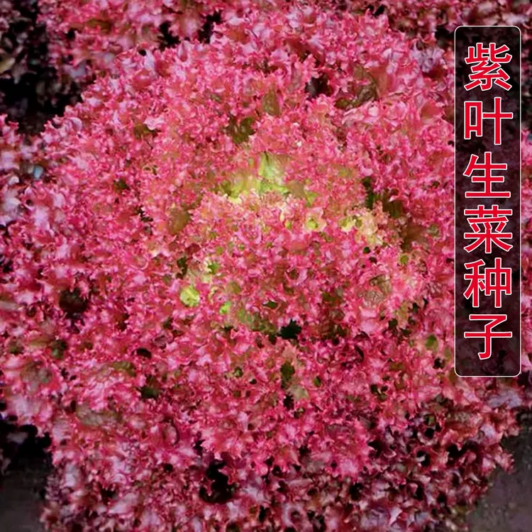 紫叶生菜种子罗莎红叶生菜沙拉即食蔬菜种籽阳台菜园四季播种易活