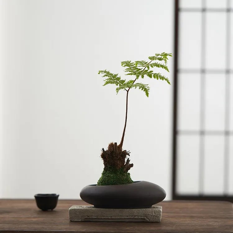 红磷蕨类植物苔藓球一叶蕨室内绿植花卉桌面中式盆景情绪稳定植物
