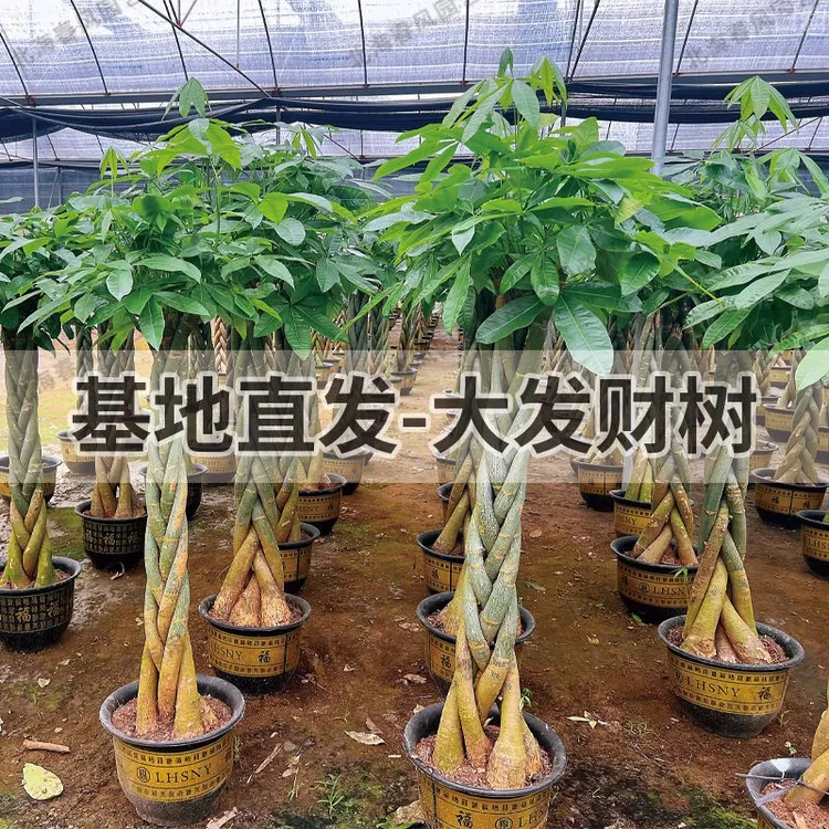 辫子发财树盆栽室内植物大棵客厅植物开业绿植乔迁大盆景
