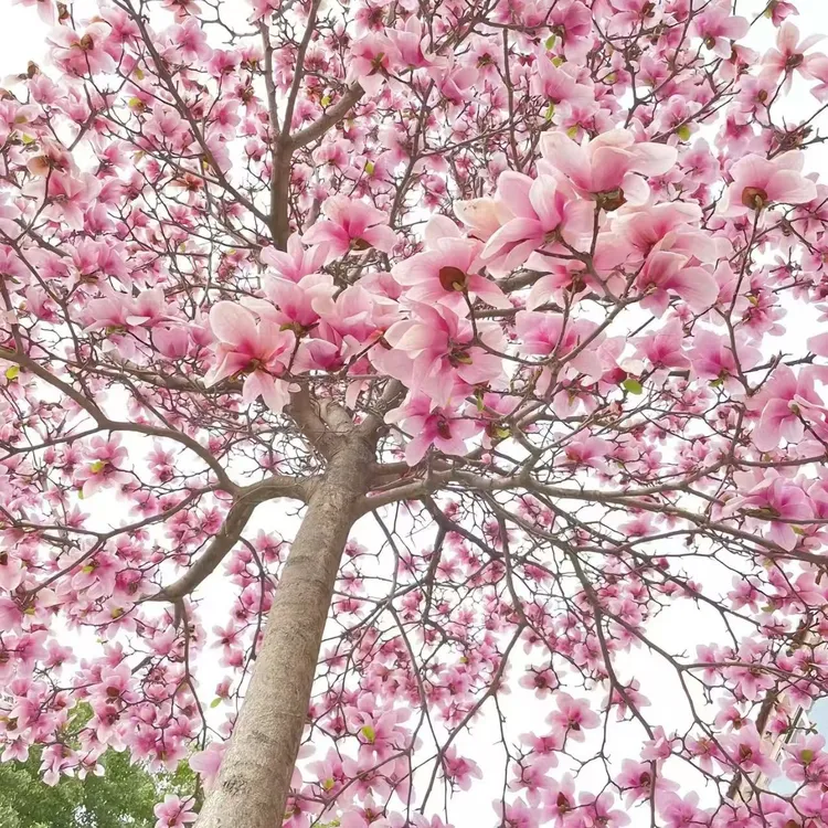 耐寒耐旱多色玉兰花苗庭院别墅景观花卉植物海棠