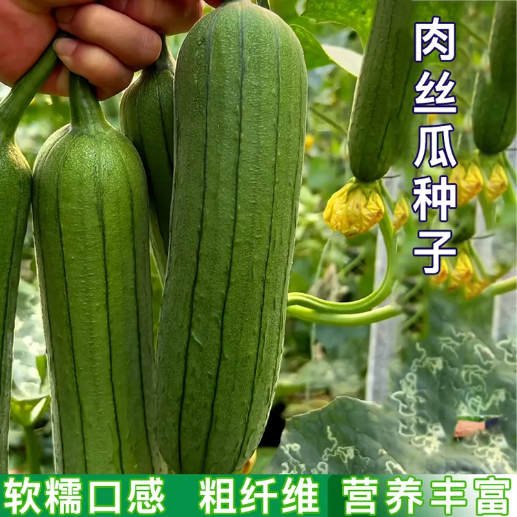 【肉丝瓜种子】春夏秋季长香厚肉丝瓜种籽农家庭院爬藤蔬菜种