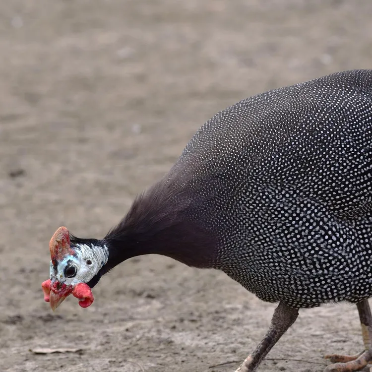 丛林散养一年以上的跑山鸡