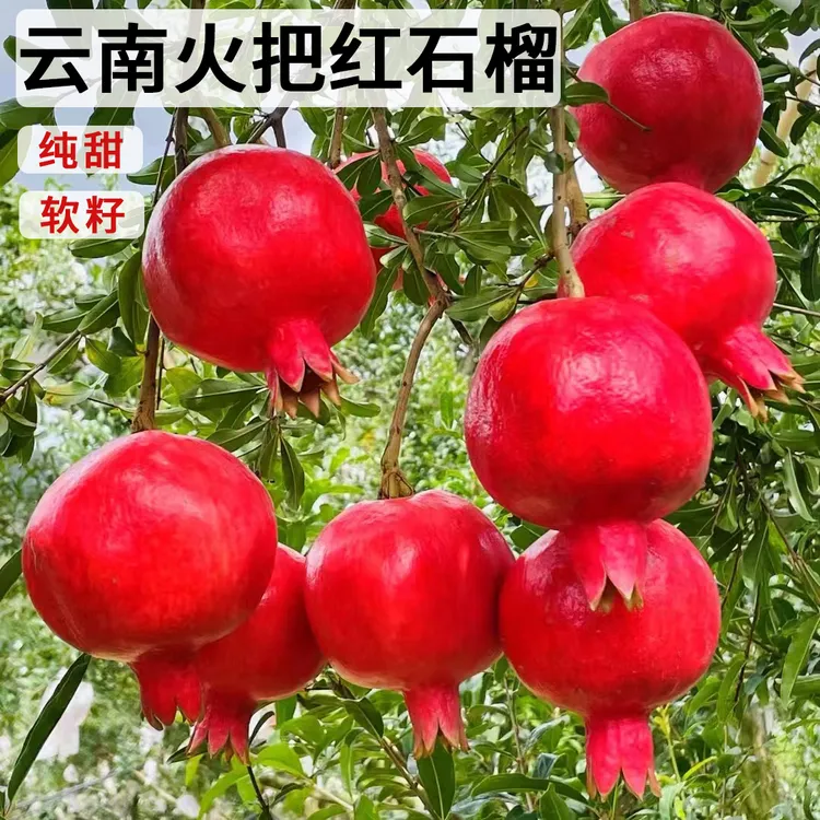 云南天使红软籽甜石榴黑金皇后石榴泡酒榨汁红钻石榴5斤花青素多