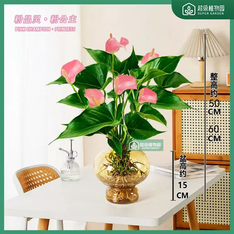 【带花发货】水培粉掌粉色精灵盆栽50-60cm室内客厅办公室好养开花