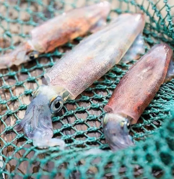 灯光船 鲜活速冻当季鲜嫩美味 海兔 笔管鱿鱼顺丰冷链包邮