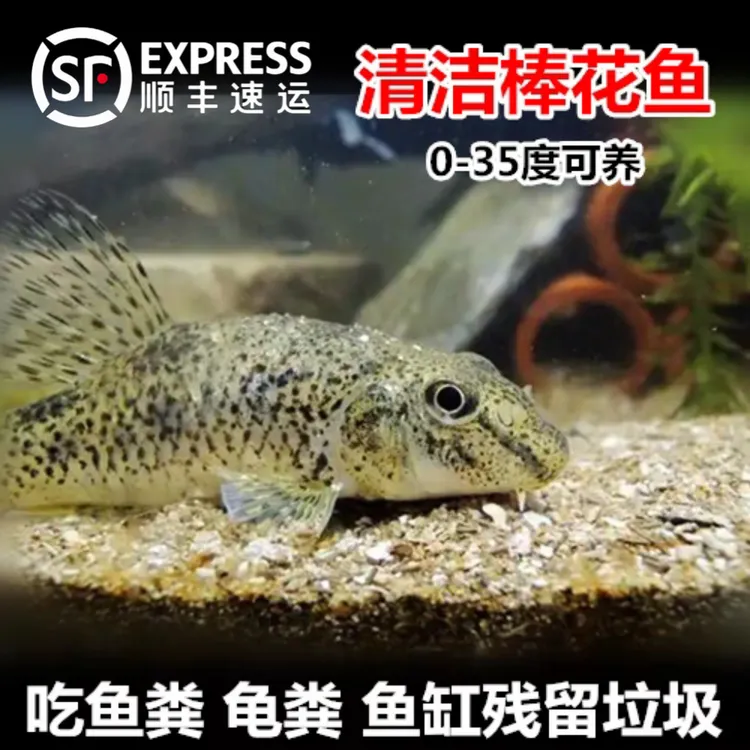 【顺丰包邮】棒花鱼 中华鼠鱼 冷水清道夫 吃食物残渣 残留饲料