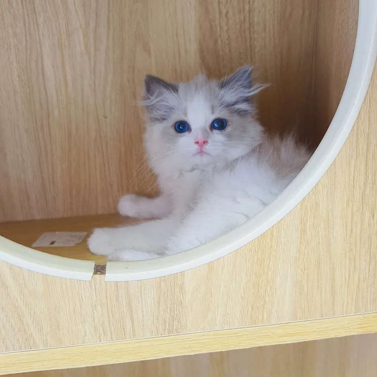 3个多月蓝双色妹妹布偶猫