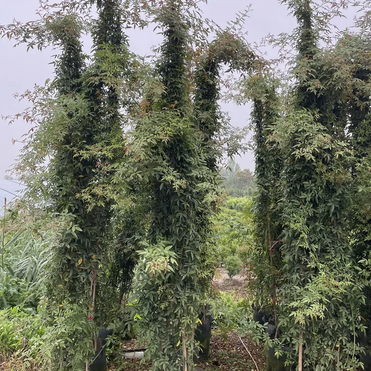 红木香大爬藤3米左右高耐寒耐热开花红色重瓣花朵好养爬藤植物