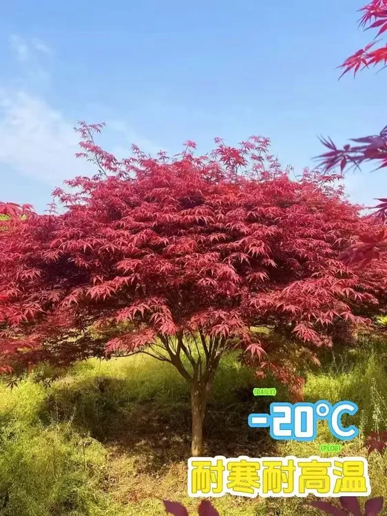 正宗三季红中国红枫别墅庭院耐寒造景树室内外盆栽