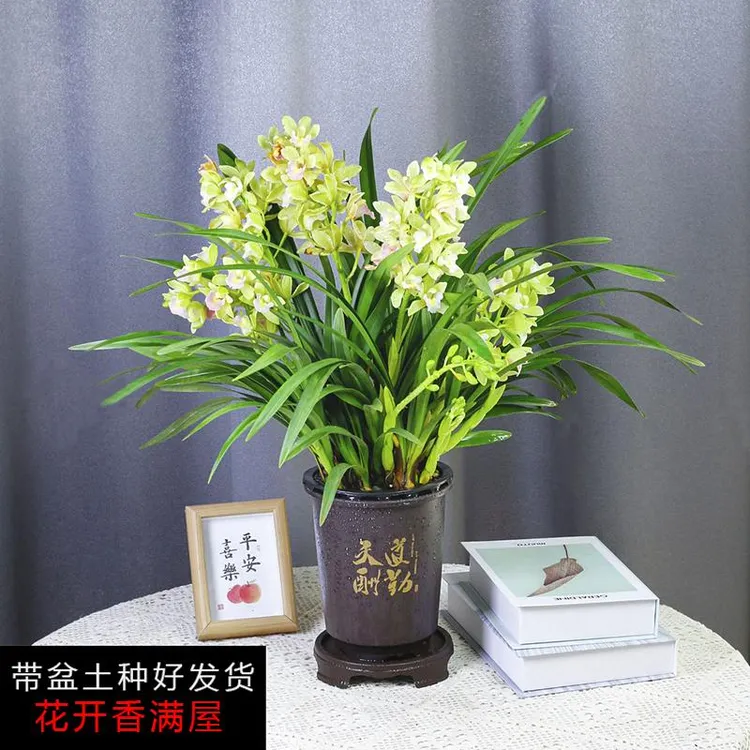 带盆种好超香兰花【香水香兰】一盆带2-3支花剑年宵花兰花盆栽浓香