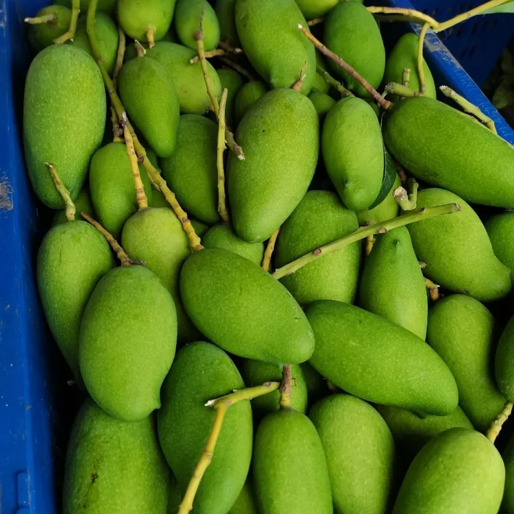 云南酸芒果生芒果云南特产生吃芒酸脆爽口送糊辣椒面孕妇芒果酸脆