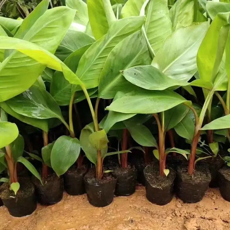 矮脚香蕉苗中焦9号1棵200斤新品带土带叶