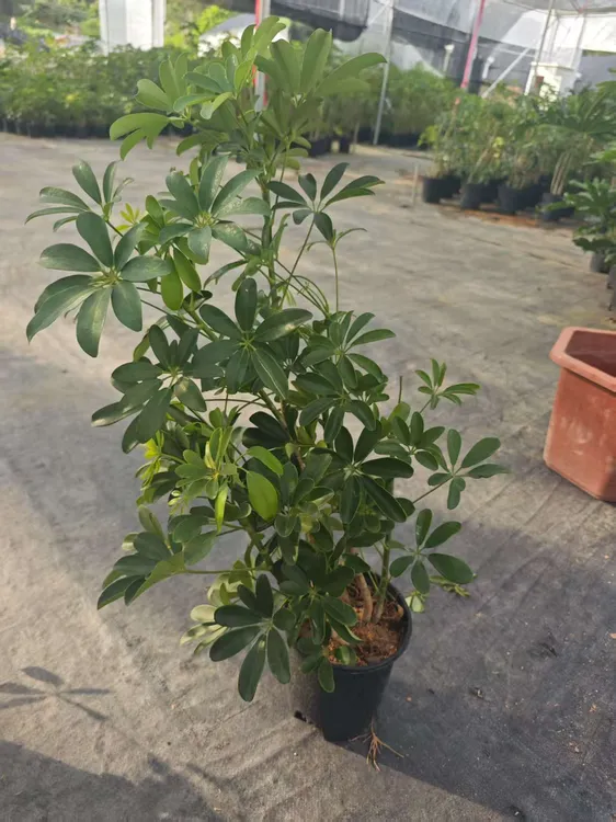 鸭脚木八方来财自然型网红植物
