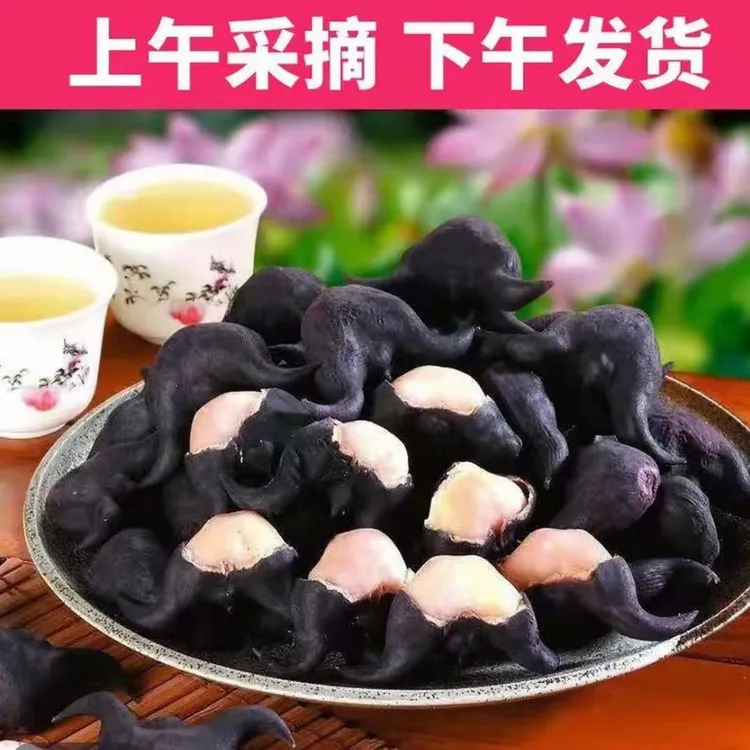 （顺丰包邮）2025潢川老菱角新鲜现摘带壳煮熟泡沫箱加冰袋