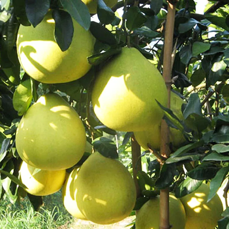 安江雪峰冰糖柚子—湖南怀化正宗安江镇老树麻麻柚药柚子新鲜大果