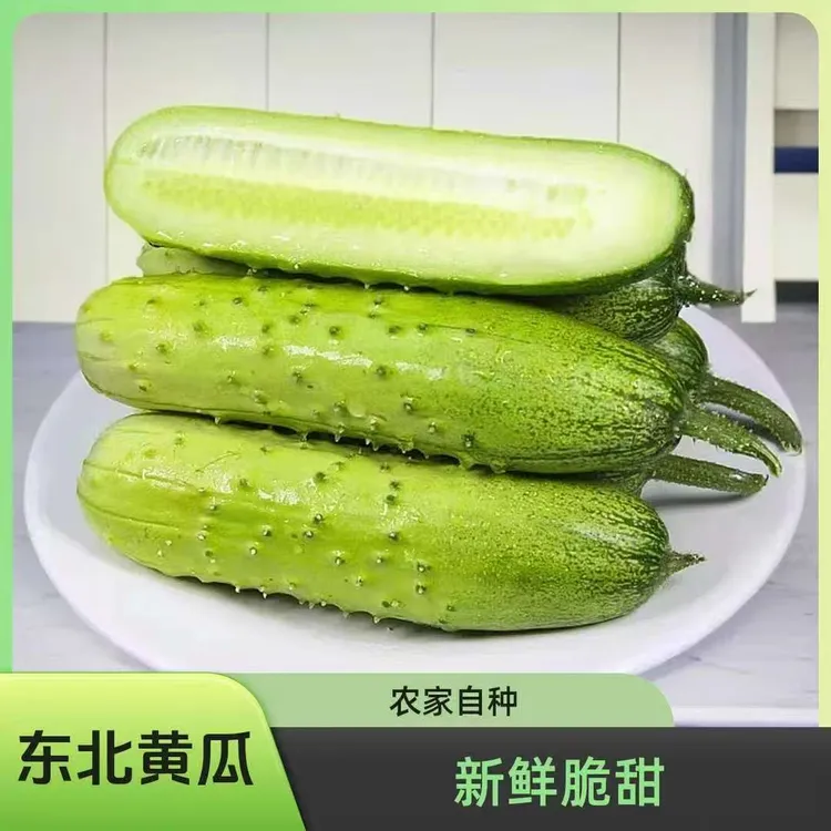东北农家小旱黄瓜清脆香甜新鲜采摘