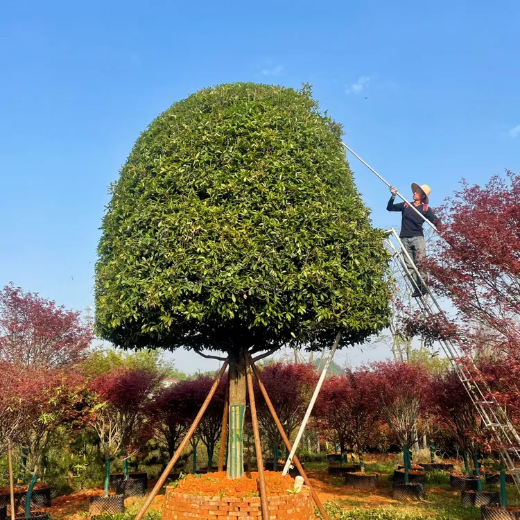 基地直供金桂丹桂四季桂多种桂花
