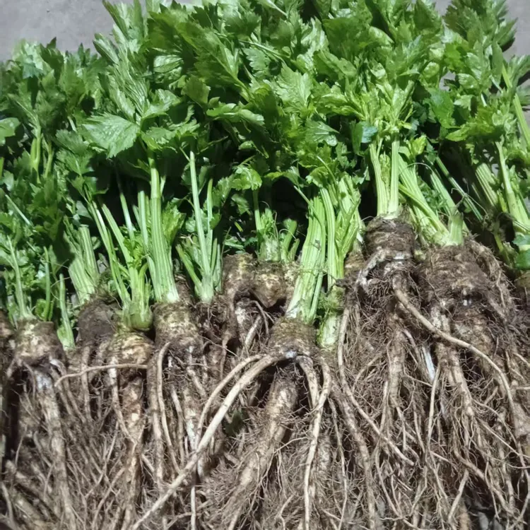 农家小园新鲜出土的芹菜根带有叶 5斤