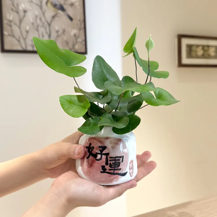 水培心愿叶蕨盆栽盆景室内客厅办公室桌面观叶趣味可爱花卉绿植