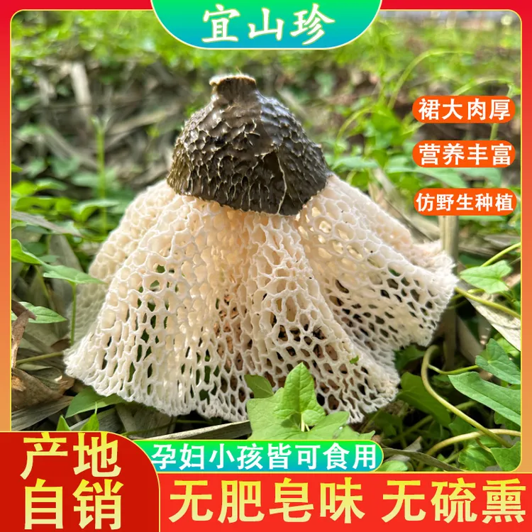 宜宾蜀南竹海长裙竹荪干货无硫无肥皂味肉厚滋补食材50-250g