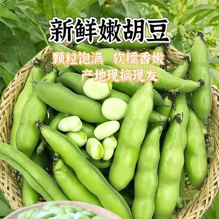 甘肃高原蚕豆角现摘现发新鲜农家自种胡豆兰花豆泡沫箱加西红柿