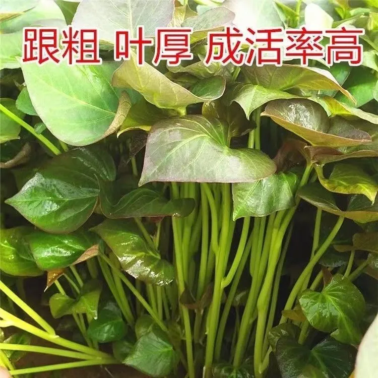 薯苗西瓜红薯苗板栗薯秧苗蜜薯苗老品种薯苗红薯苗地瓜苗紫薯苗密