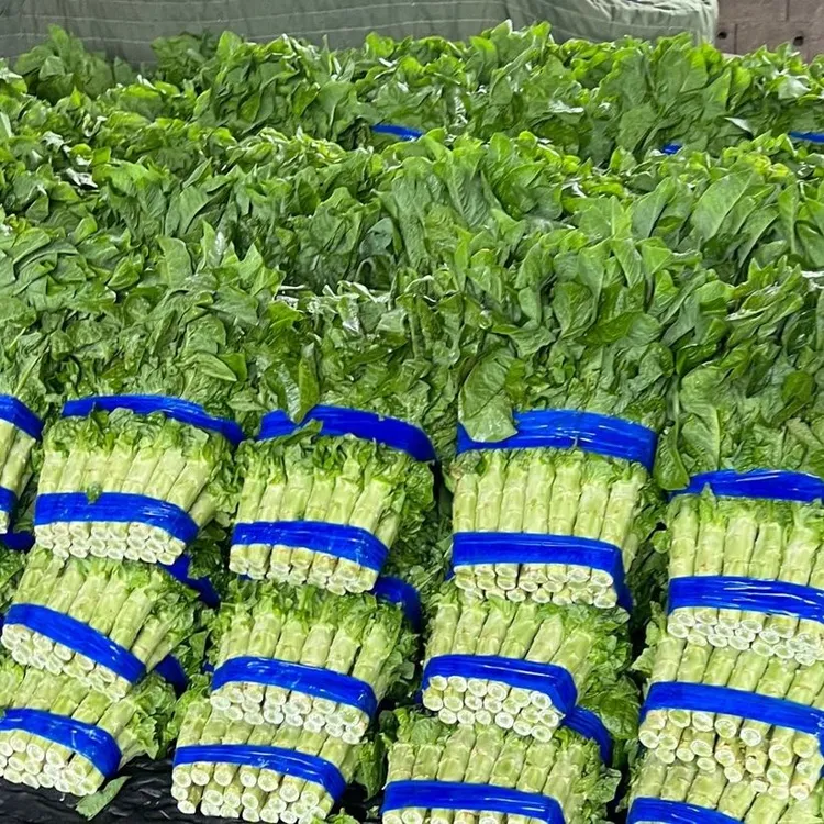 农家新鲜香莴笋现摘现发农家自种新鲜应季时令蔬菜绿心莴苣青野菜