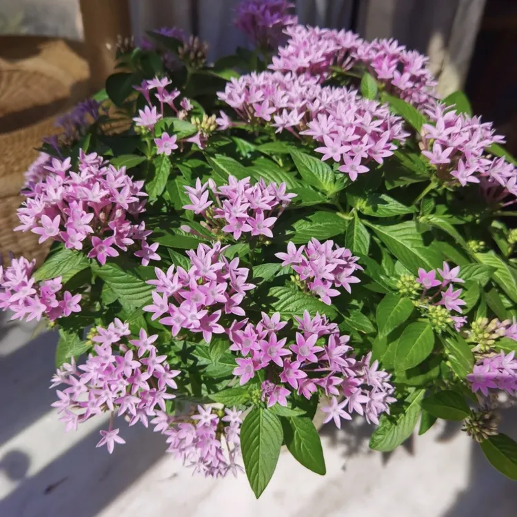 繁星花五星花盆栽成品带花苞阳台庭院多年生四季开花植物耐热耐晒