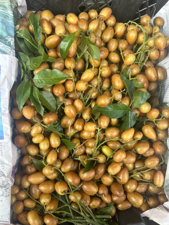 老树鸡心黄皮贵妃黄皮新鲜饱满酸甜可口奶茶专用水果