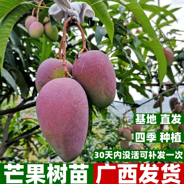  金煌芒果树苗台农四季蜜芒贵妃芒苗四季当年结果嫁接果树苗     
