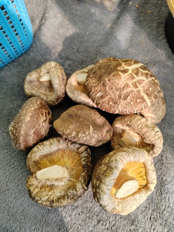 厚菇冬菇干货口感爽滑脆嫩剪根干香菇