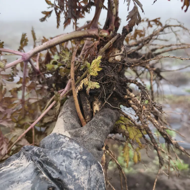 甘肃农户自家种植新鲜当归大小条多种规格有浮土
