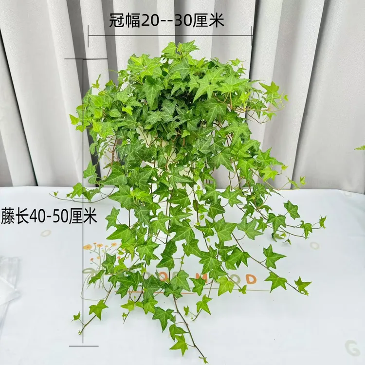 常春藤吊兰室内外垂吊绿植可水培土培净化空气四季常青植物盆栽花