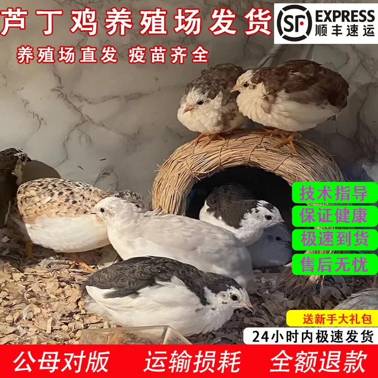 活体宠物鸡40-60天青年鸡包邮包损疫苗齐全包公母芦丁鸡宠物鸡