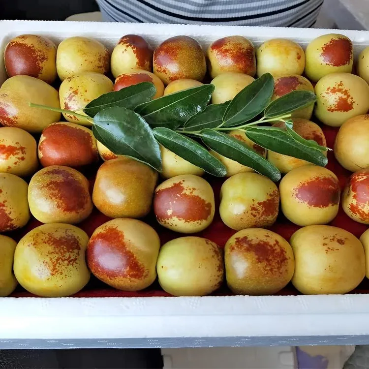 【现货包邮】脆甜沾化冬枣新鲜现摘当季应季水果冰糖大枣3斤5斤