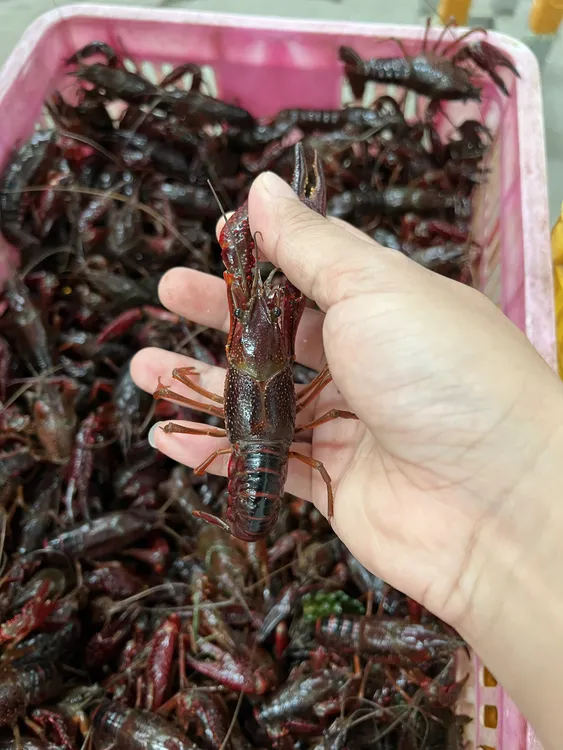 湖北潜江当日现抓清水鲜活肉质Q弹鲜嫩壳薄肉满体肥肉死虾包赔