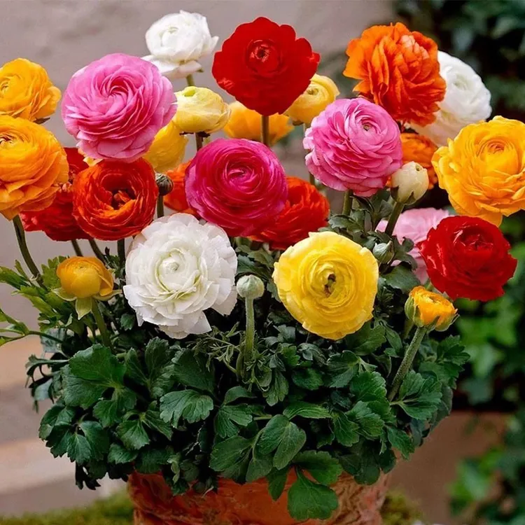 洋牡丹芹叶牡丹花毛茛带花苞耐寒盆栽花期长阳台室外庭院